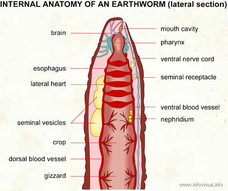 Internal anatomy earthworm lateral  (Visual Dictionary)
